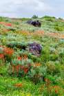 An assortment of wildflowers blanket a hillside in Fish Lake National Forest Art Print